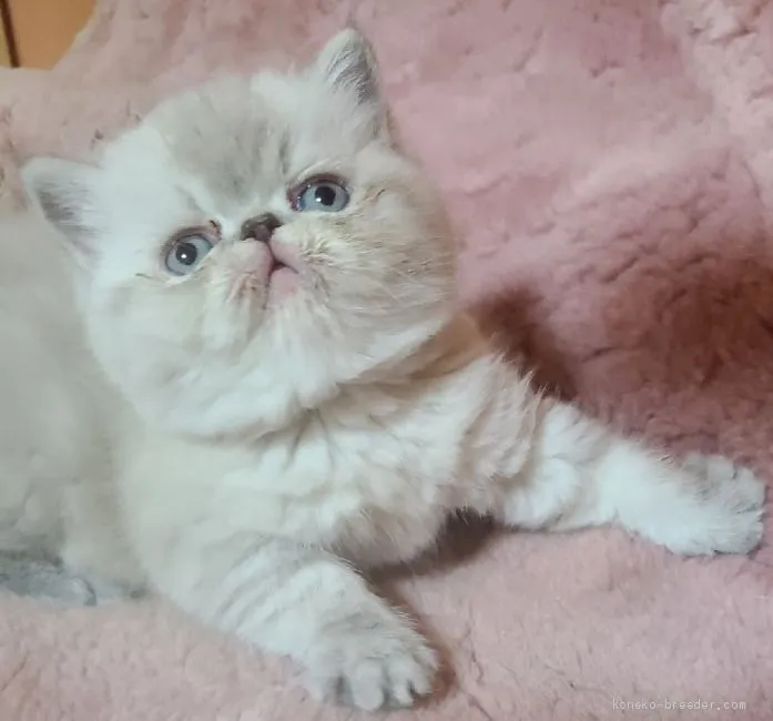 ID：2012-01597の子猫