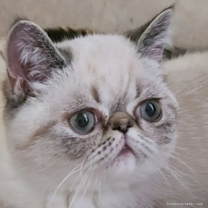 ID：2302-02108の子猫