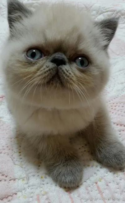 ID：2007-00168の子猫