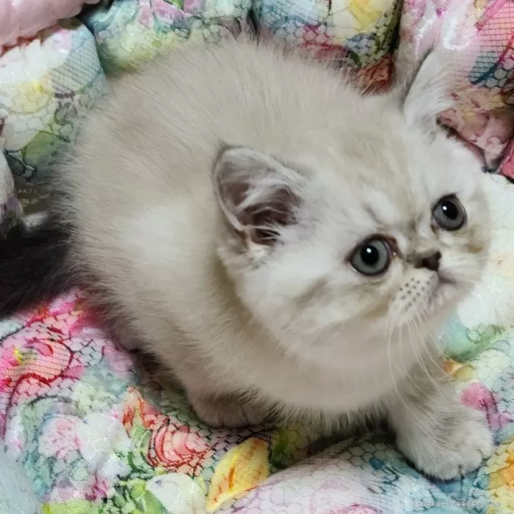 ID:2404-03506の子猫
