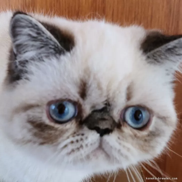 ID:2310-02720の子猫