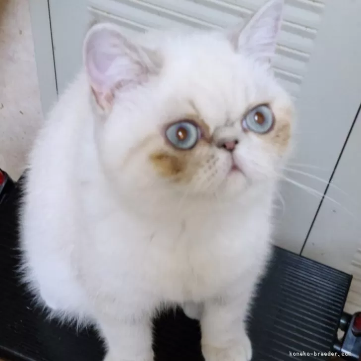 ID:2404-03509の子猫