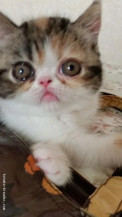 ID:2006-00105の子猫