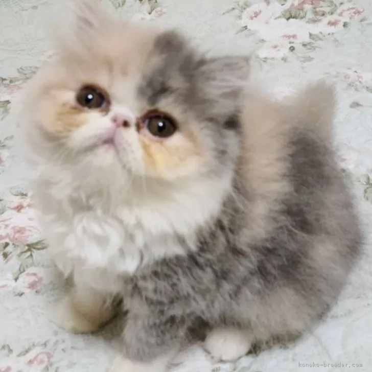 ID:2304-02836の子猫