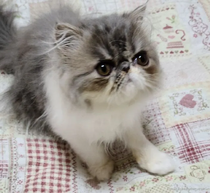 ID:2201-01920の子猫