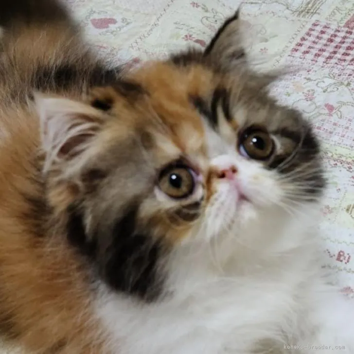 えりちん 様のお迎えした子猫