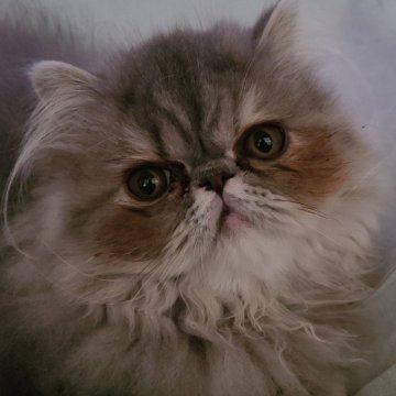 エキゾチックショートヘア【神奈川県・女の子・2023年12月25日・ブルークリーム（ロングヘア）】の写真「美しいブルークリームのロングヘアの女の子です」