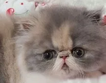 エキゾチックショートヘア【神奈川県・女の子・2020年12月29日・ダイリュートキャリコ】の写真1「2月15日 撮影　」