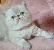 エキゾチックショートヘア【神奈川県・男の子・2020年11月30日・ブルーリンクスポイント】の写真1「1/10　撮影」