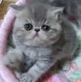 エキゾチックショートヘア【神奈川県・男の子・2023年3月24日・ブルータビー】の写真2