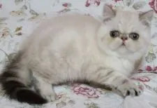 エキゾチックショートヘア【神奈川県・女の子・2021年9月27日・シールリンクスポイント】の写真2