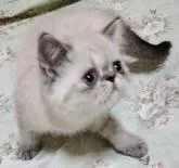 エキゾチックショートヘア【神奈川県・男の子・2022年8月19日・シールリンクスポイント】の写真2