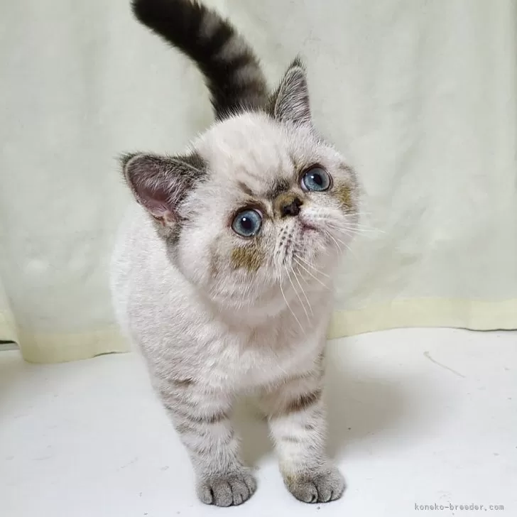 ID:2502-02067の子猫