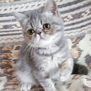 エキゾチックショートヘア【神奈川県・女の子・2025年7月9日・ブルータビー】の写真「短いお鼻の女の子です」