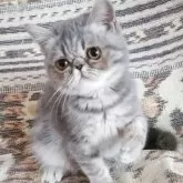 エキゾチックショートヘア