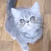 エキゾチックショートヘア