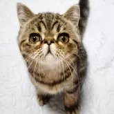 エキゾチックショートヘア