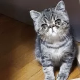 エキゾチックショートヘア