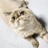 エキゾチックショートヘア【神奈川県・男の子・2025年2月14日・シールリンクスポイント】の写真3