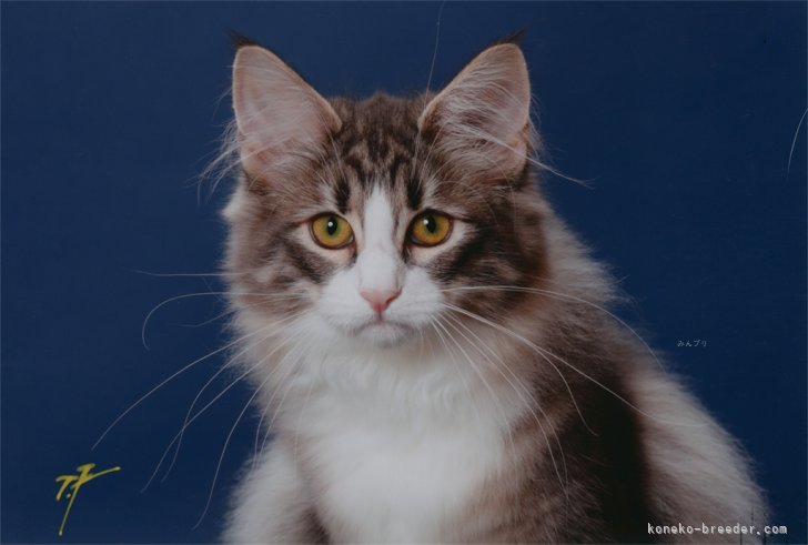 ノルウェージャンフォレストキャット【・女の子・2023年11月10日・ブルーマッカレルタビー・ホワイト】