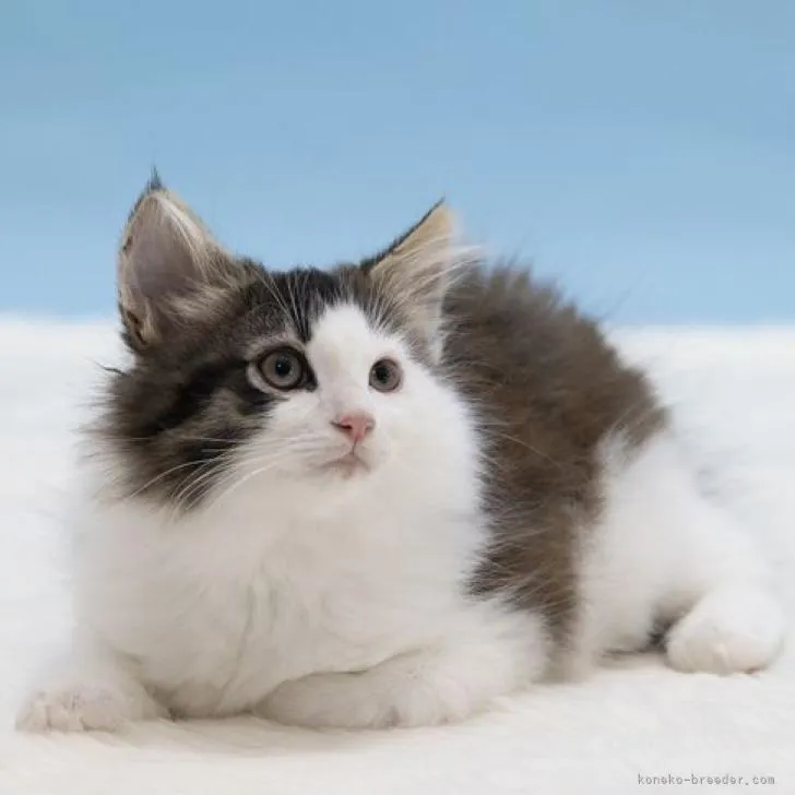 ID:2212-02160の子猫