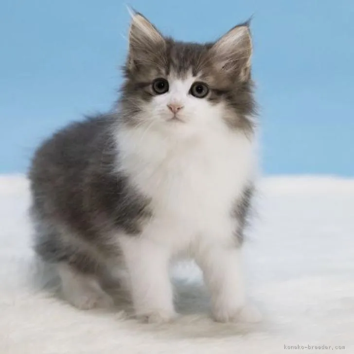 ID：2303-00445の子猫