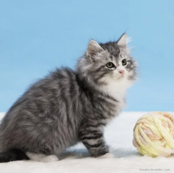 ID:2303-00451の子猫