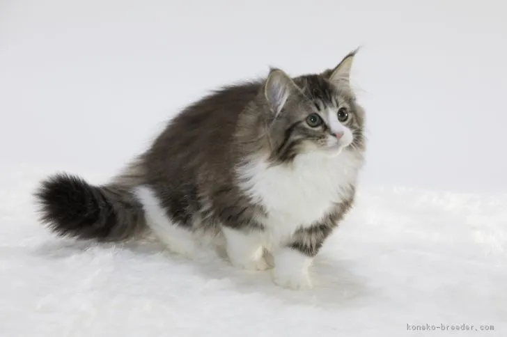 ID：1708-00515の子猫