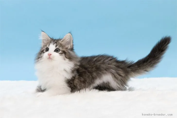 ID：2103-01569の子猫