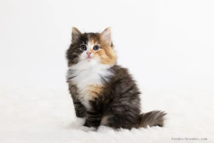 ID:2102-01363の子猫