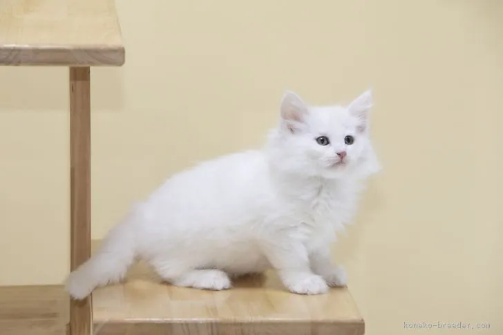 有田 恵一 様のお迎えした子猫