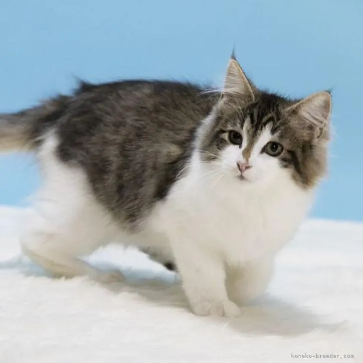 ID:2212-02151の子猫
