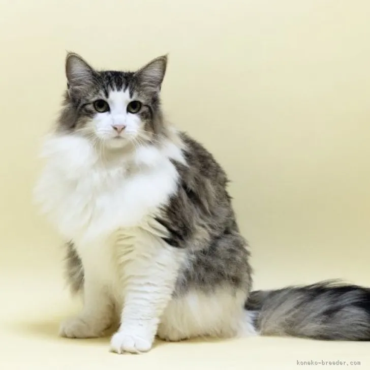 ID:2305-03774の子猫