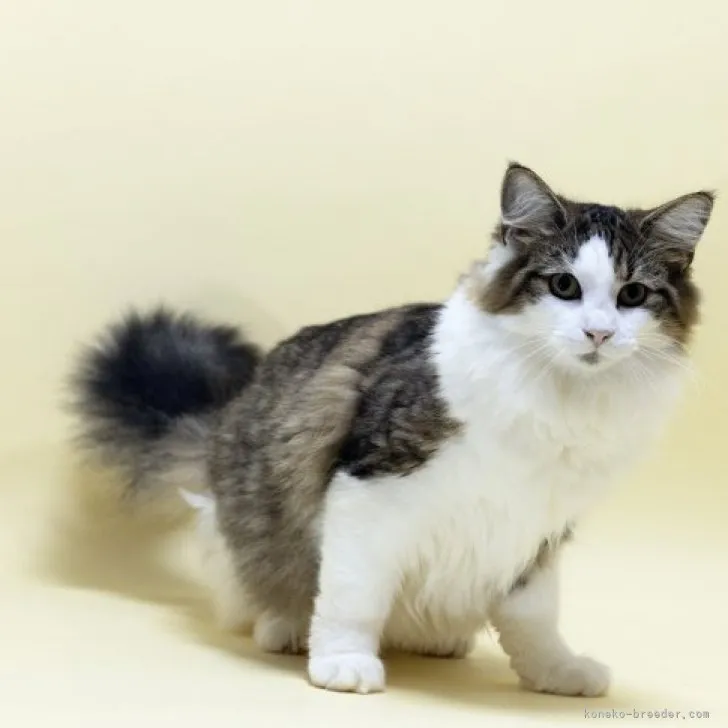 ID：2305-03771の子猫