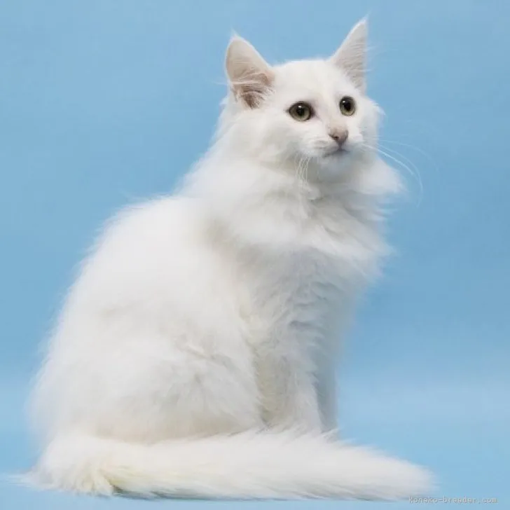 ID:2310-01755の子猫