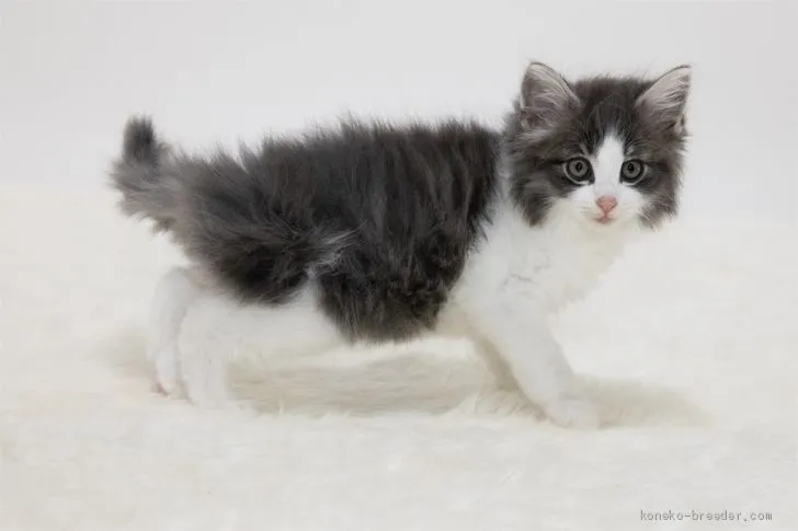 ID:2103-00341の子猫