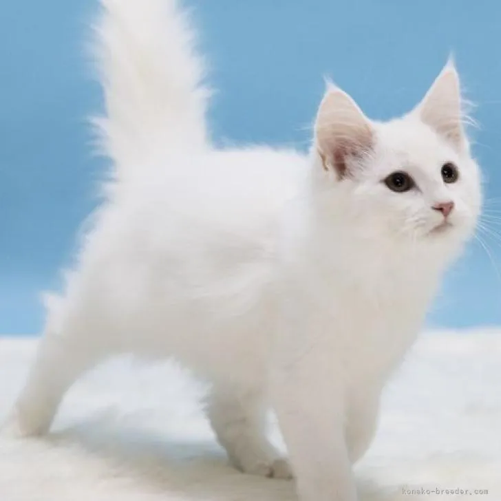 ID:2302-01711の子猫