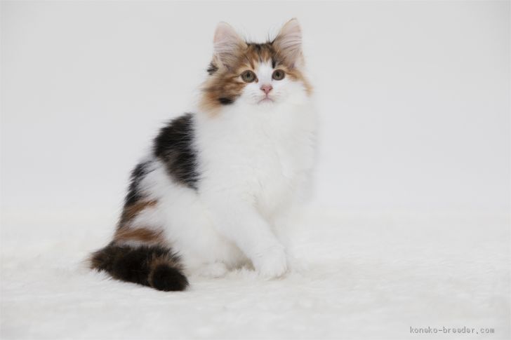 ルゴタン16 様のお迎えした子猫