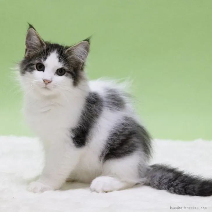 ID：2305-03772の子猫