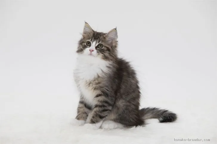 ぉ嬢 様のお迎えした子猫