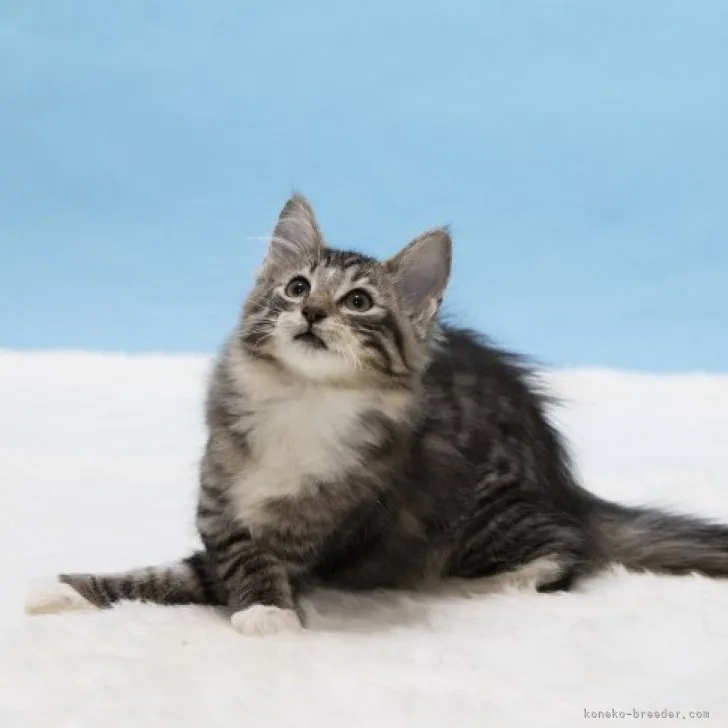 ID：2304-00003の子猫