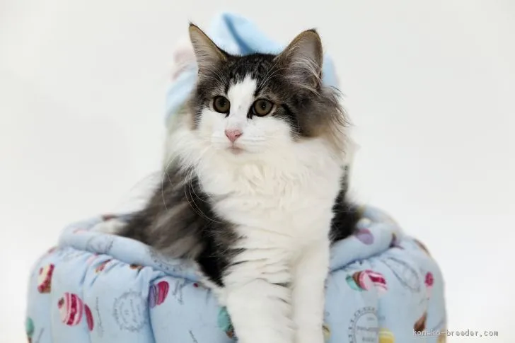 ID：1909-01536の子猫