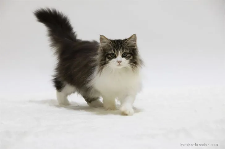 ID：1910-00807の子猫