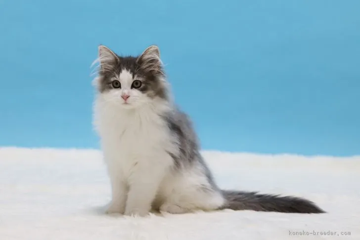 ID:2104-02383の子猫