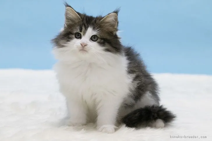酒猫 様のお迎えした子猫
