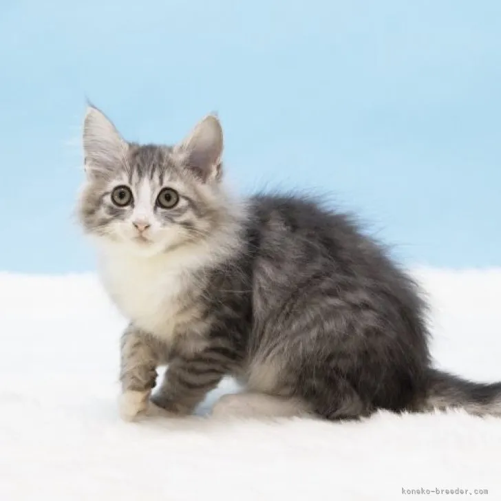 ID：2304-00001の子猫