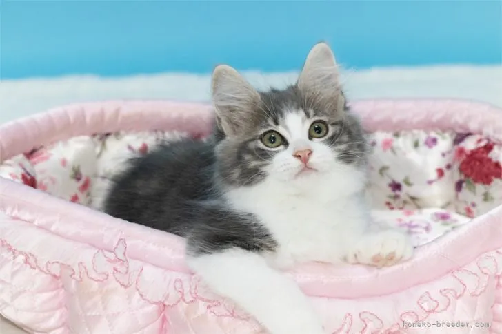 ID：2104-00743の子猫
