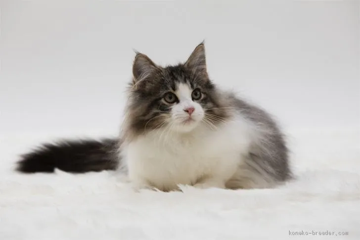 ID:1910-00806の子猫