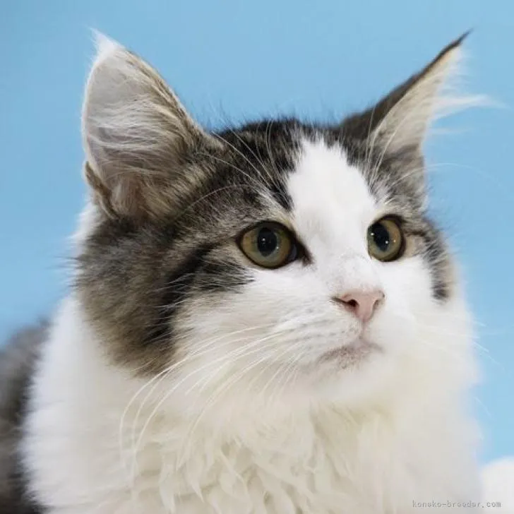 ID：2212-02158の子猫