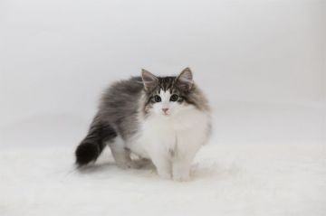 ノルウェージャンフォレストキャット【埼玉県・男の子・2019年10月17日・ブラウン マッカレル タビー アンド ホワイト】の写真「とても人懐こい性格の元気な男の子です」